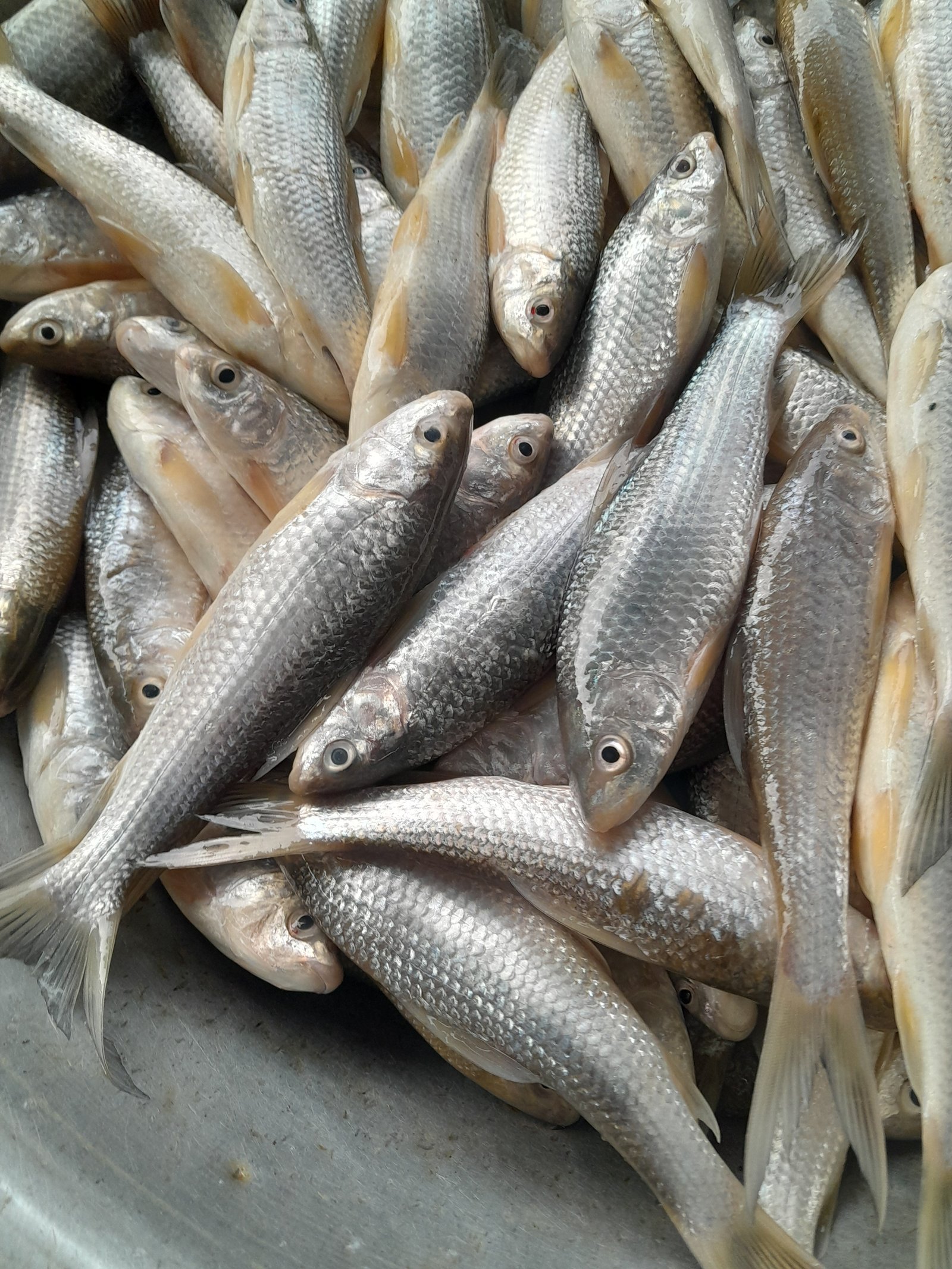 Tengra Fish