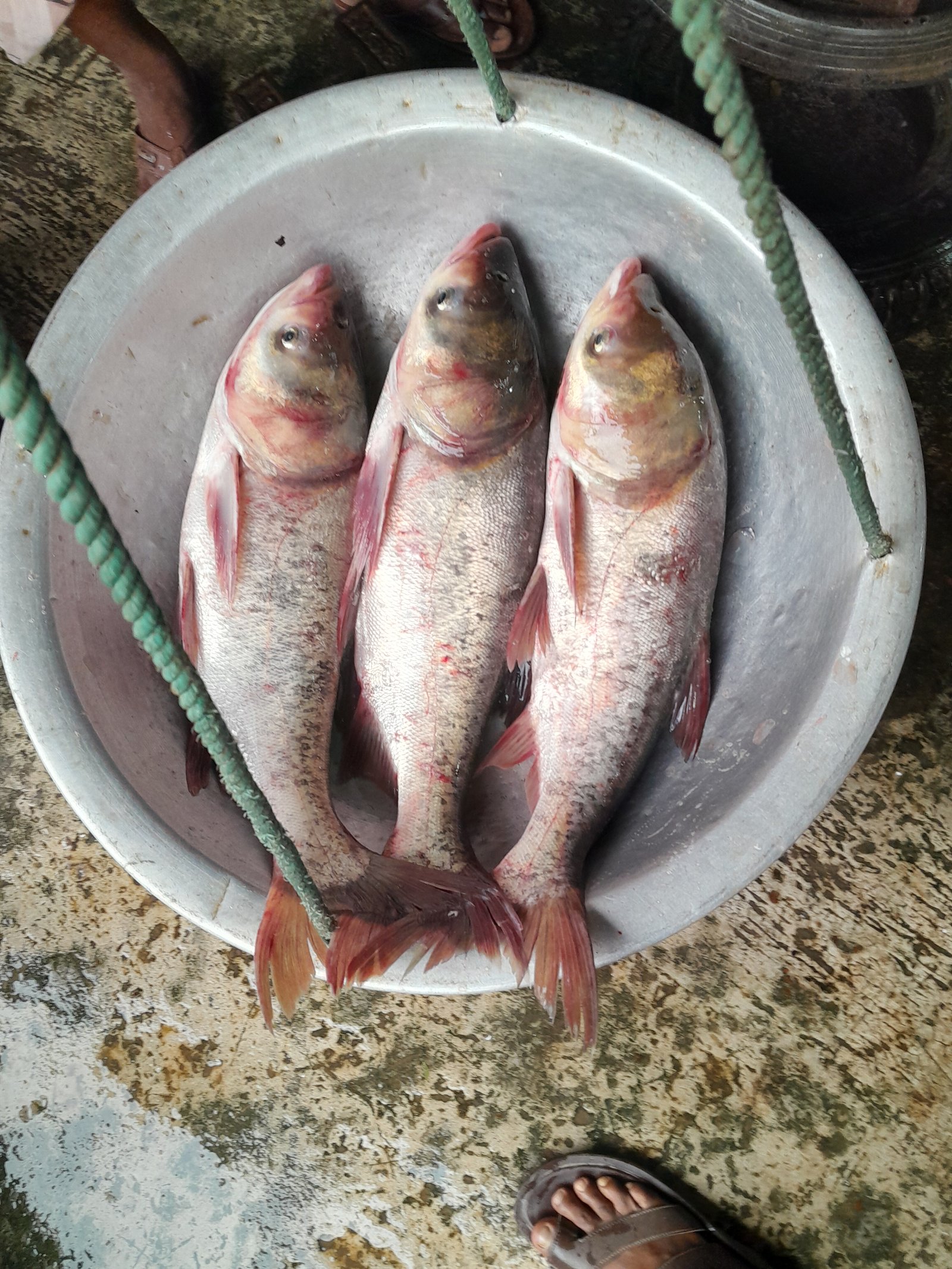 Bighead Carp