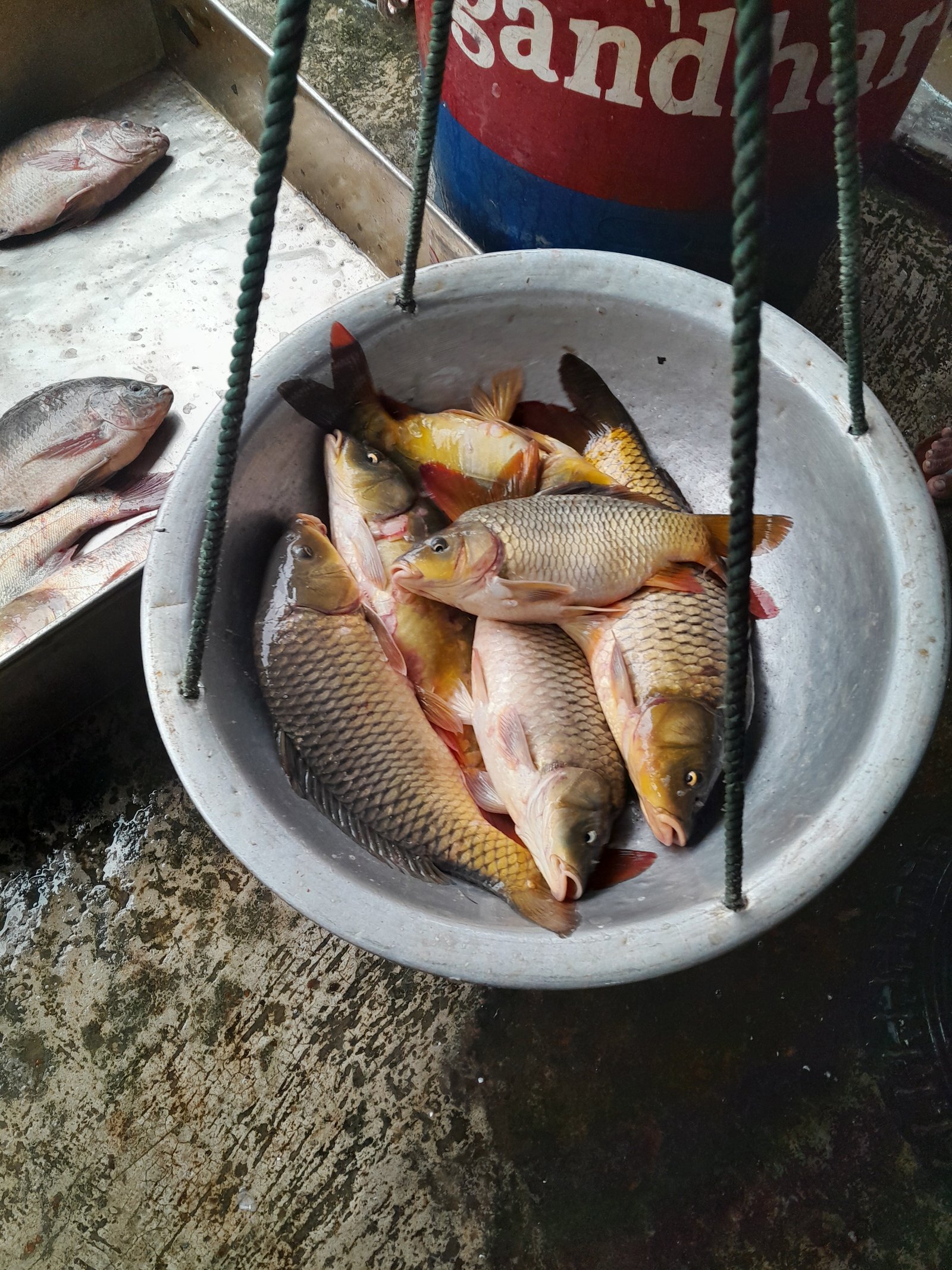 Common Carp