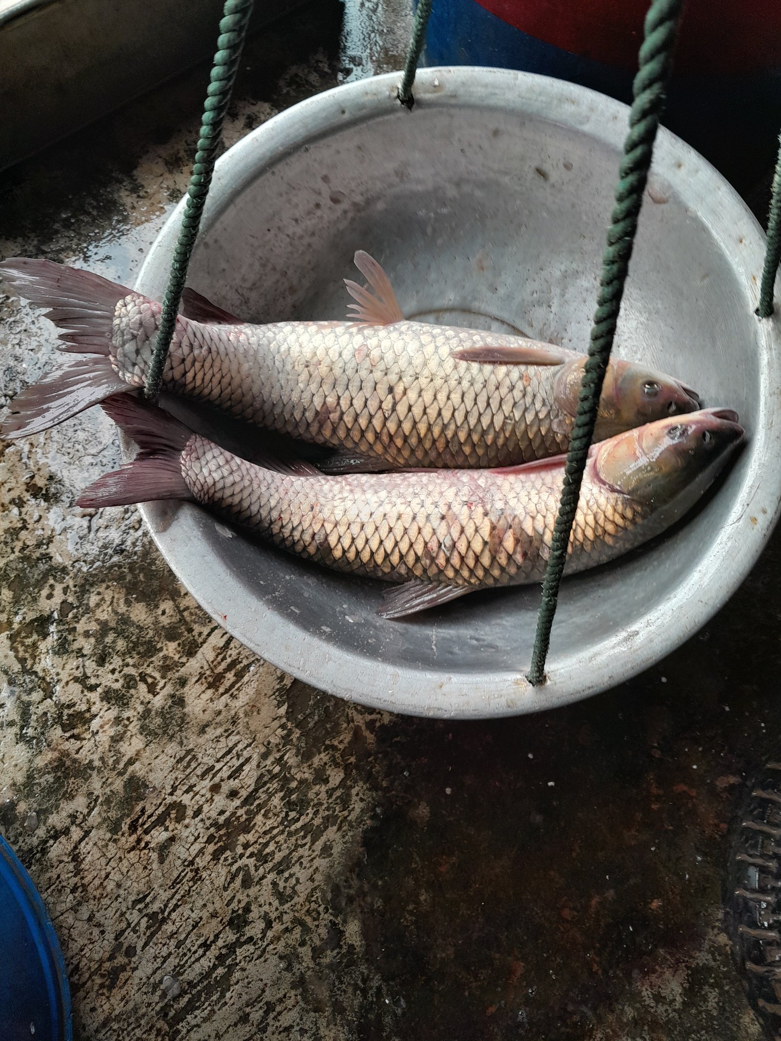 Grass Carp