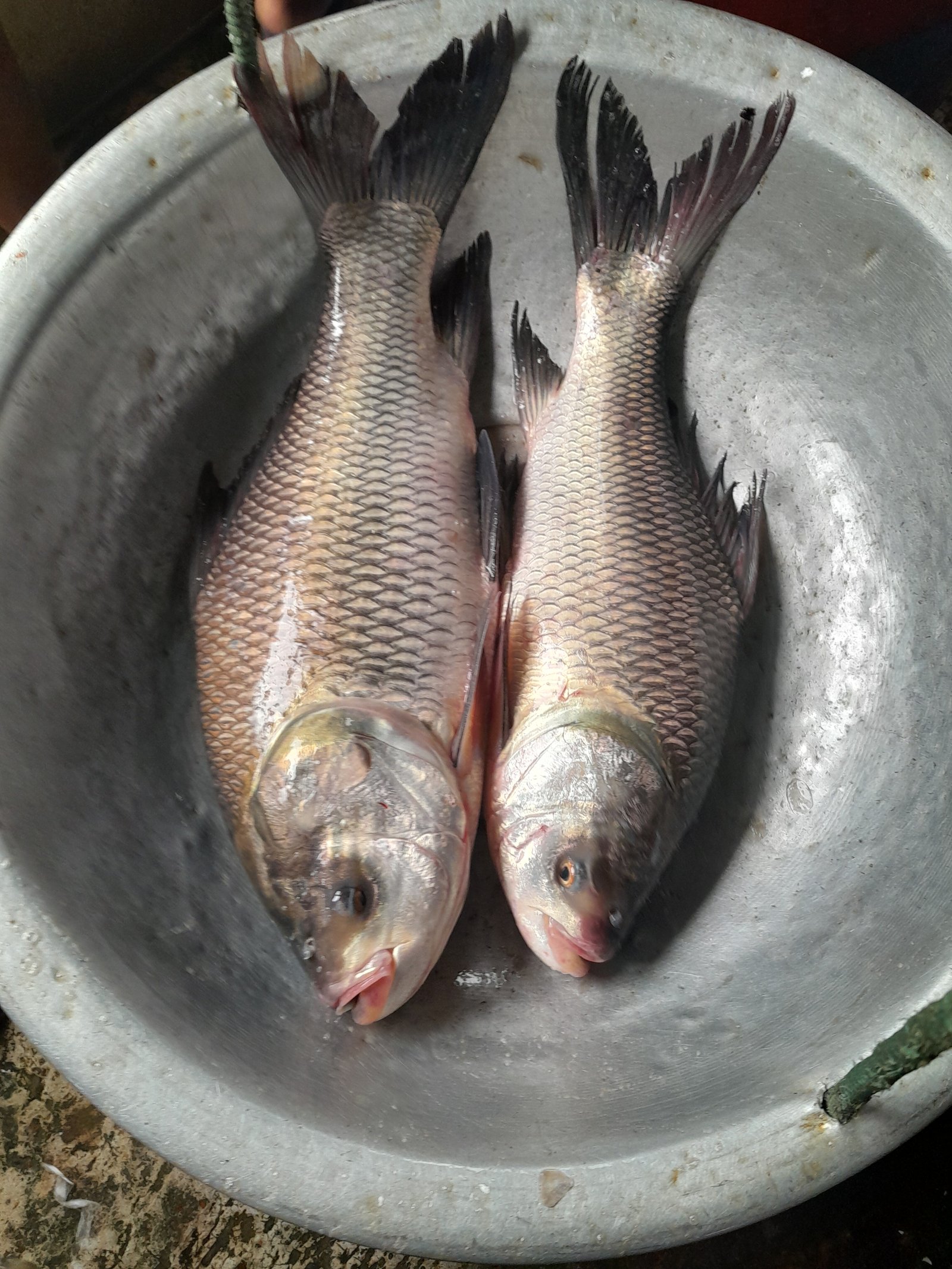 Katla Carp