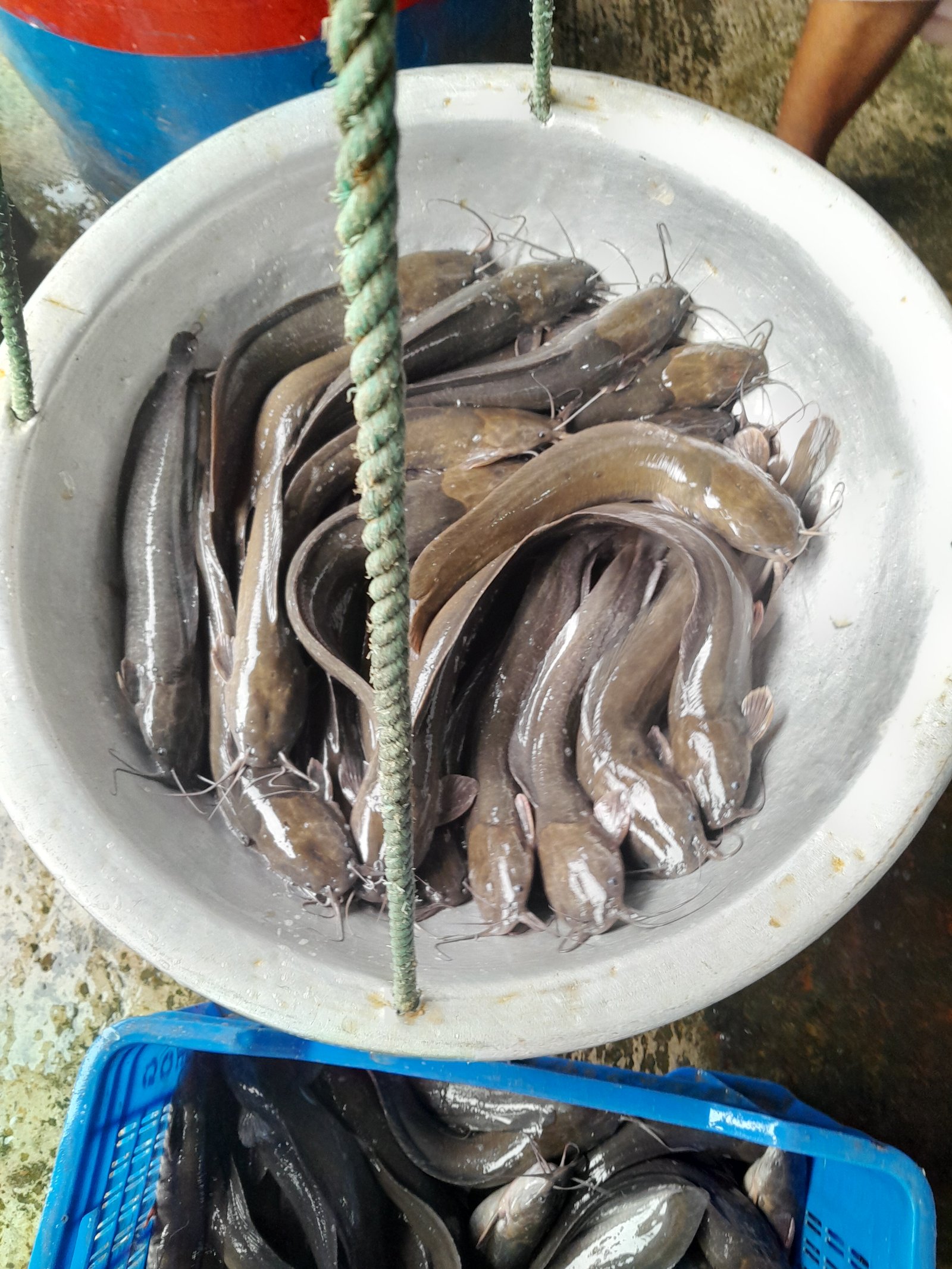 Magur Fish