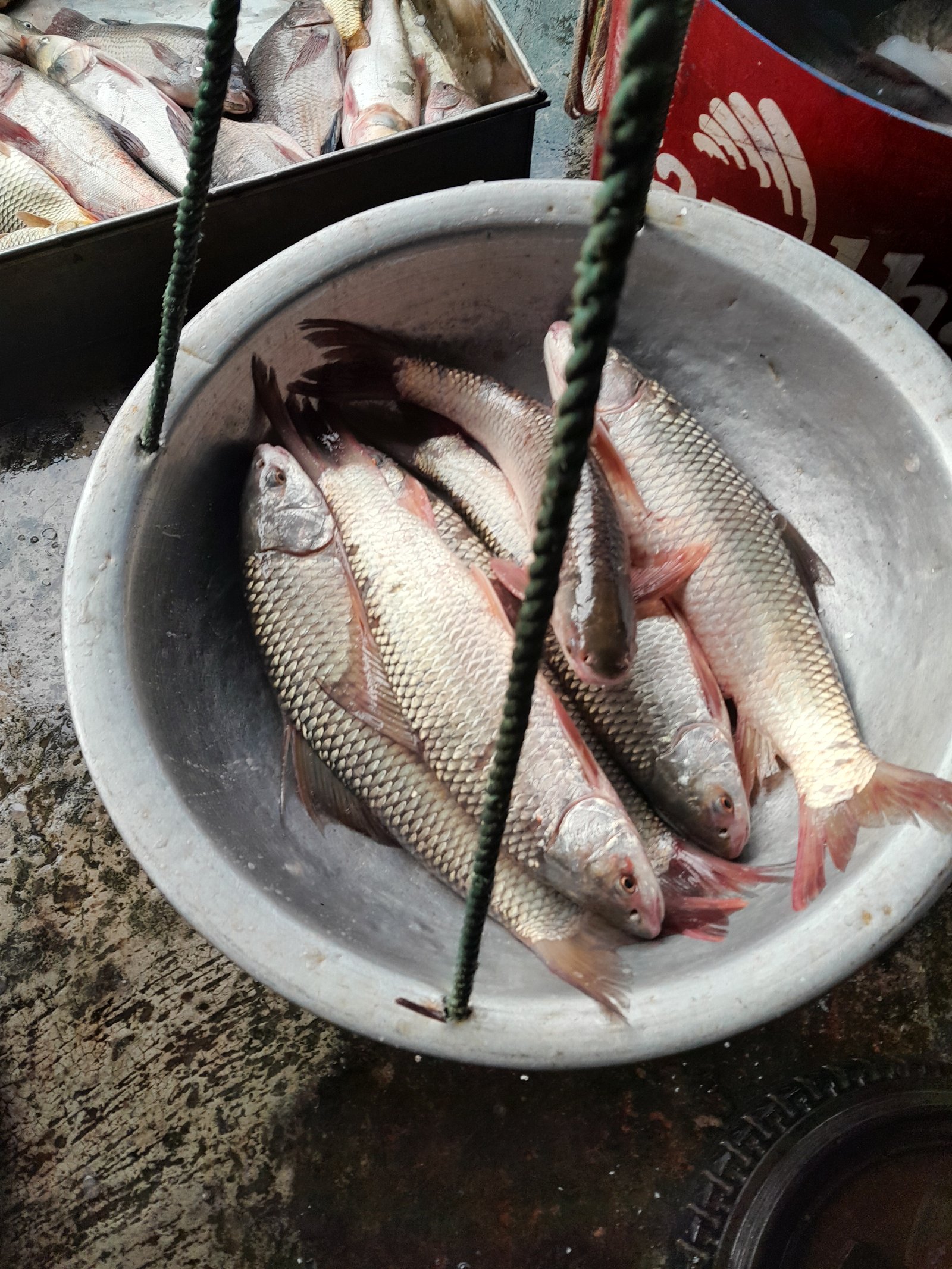 Mrigal Carp
