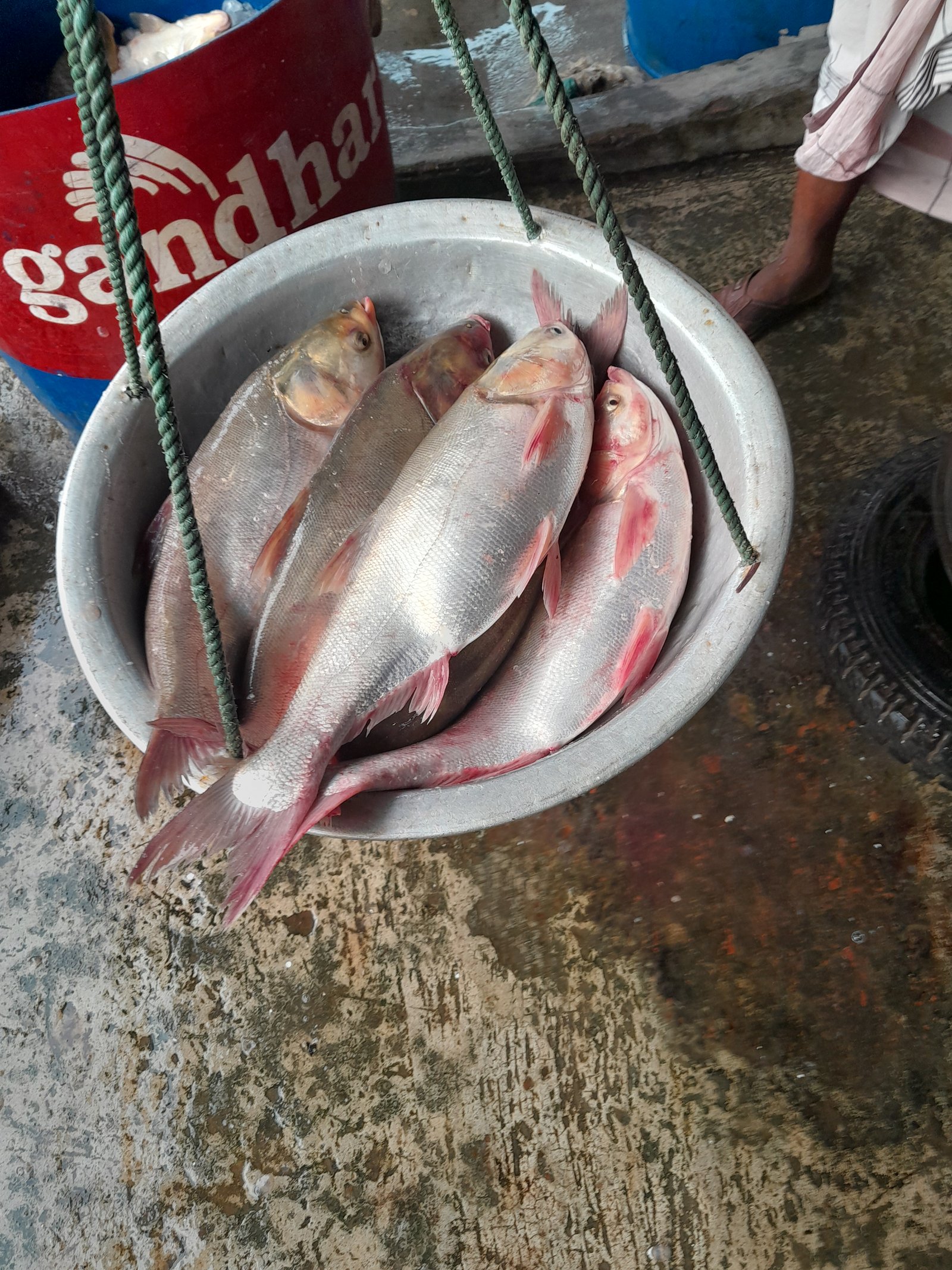 Silver Carp