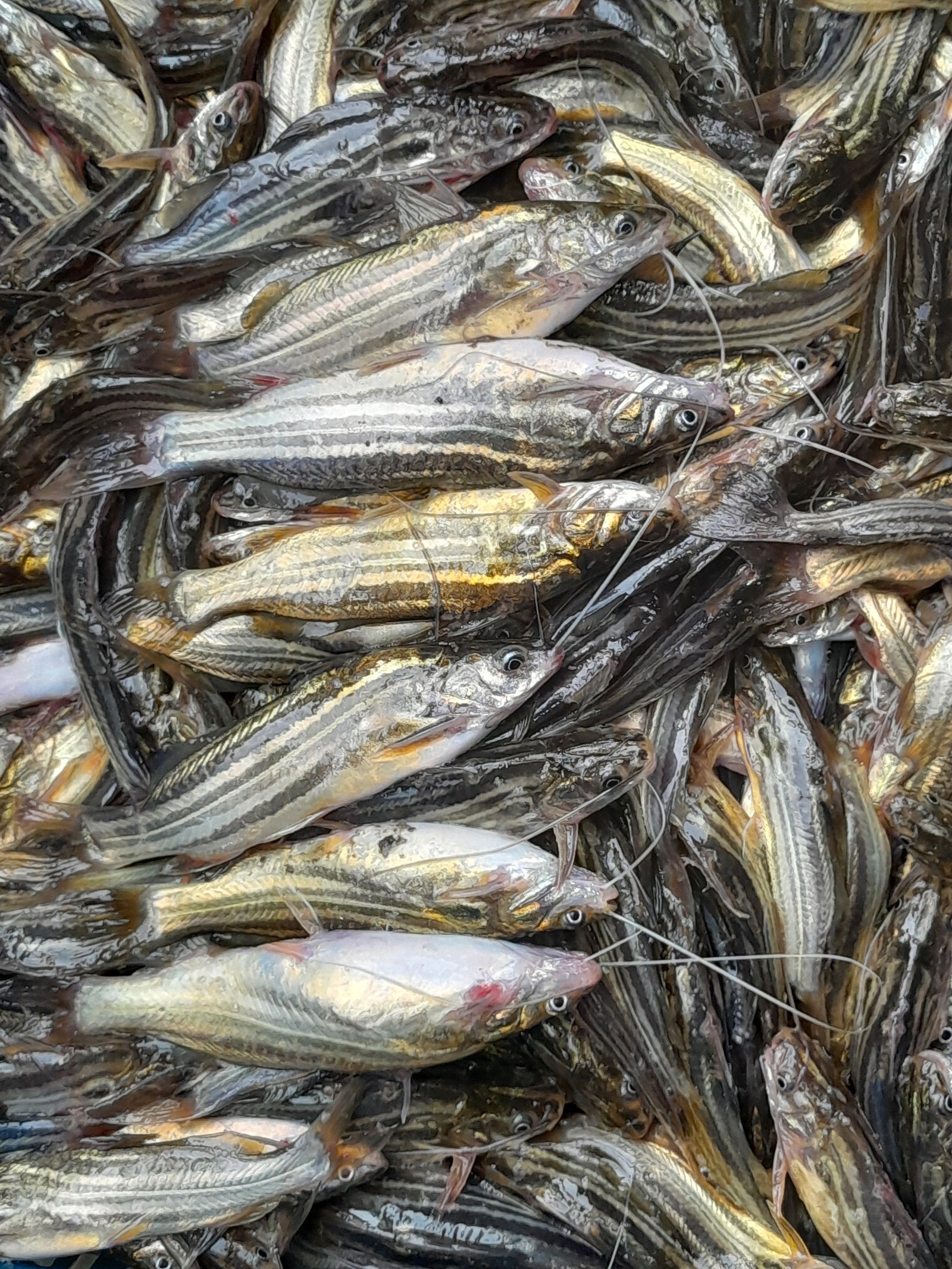 Bata Fish