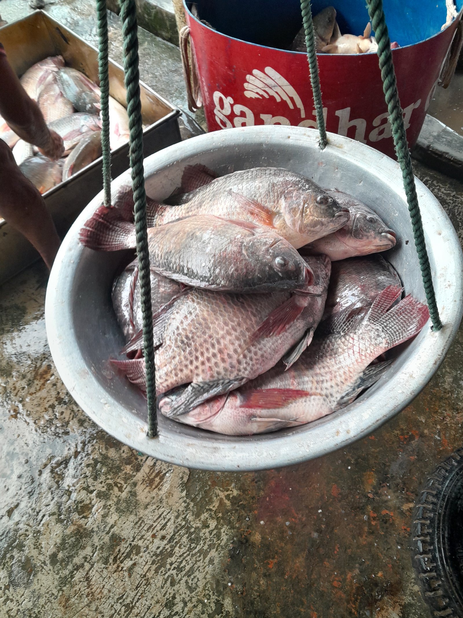 Tilapia
